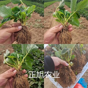 章姬草莓苗多少钱、白草莓苗提供技术