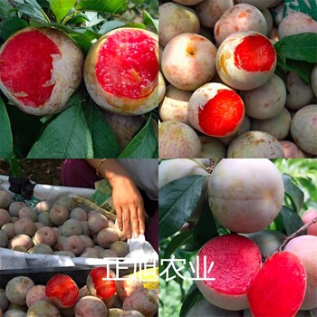 脆红李子树苗一棵多少钱、甘肃天水新品种供应