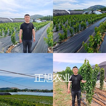 陜西咸陽沙王大櫻桃苗批發(fā)價格、3公分櫻桃樹苗產(chǎn)地直達