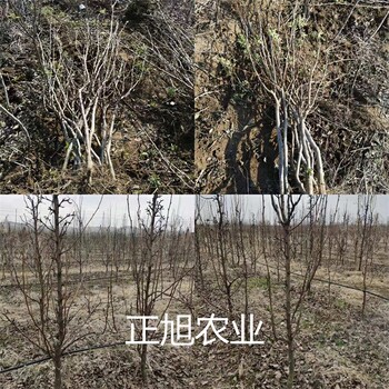 金秋密梨树苗什么价格、3公分梨树苗育苗基地