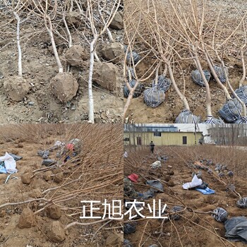 三年西梅苗種植方式、西梅女神樹苗種植表現(xiàn)