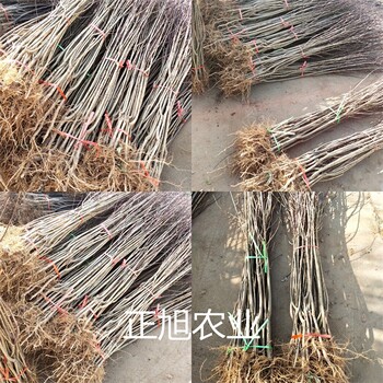 甘肅蘭州3年西梅李子樹苗出售