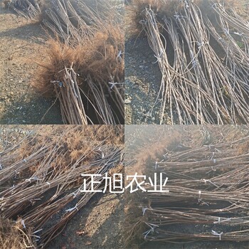 塔瑪拉大櫻桃樹苗育苗基地、湖北仙桃黃果櫻桃苗品種介紹