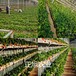 新疆塔城一代脱毒种苗本地出售、红颜草莓苗一代脱毒种苗