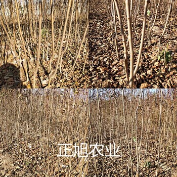 廣東揭陽(yáng)2年西梅李子樹(shù)苗新品種供應