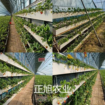 天使8號草莓苗品種介紹、奶油草莓苗基地直發(fā)