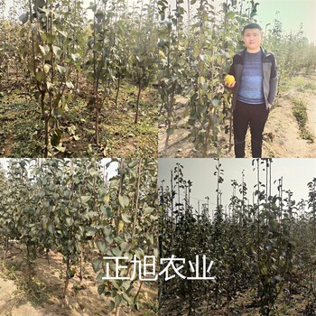 西藏林芝早熟品種梨樹苗育苗基地、金秋密梨樹苗育苗基地