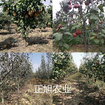 山西晋城早熟品种梨树苗多少钱一颗、山农酥梨树苗基地直发