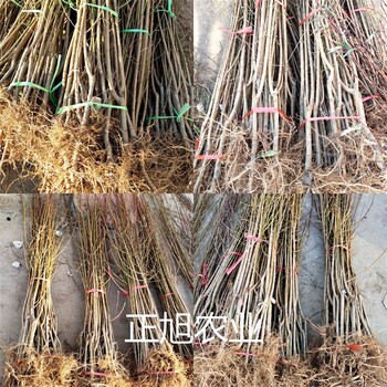 風(fēng)味玫瑰李子樹苗基地在哪、湖南郴州今年行情