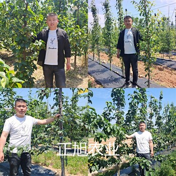 山東菏澤兩年梨樹苗種植方式、山農(nóng)酥梨樹苗提供技術