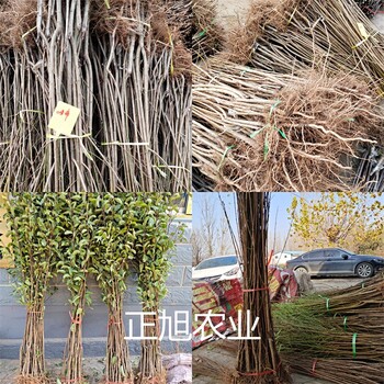 西梅女神樹苗育苗基地、兩年西梅苗成活率高