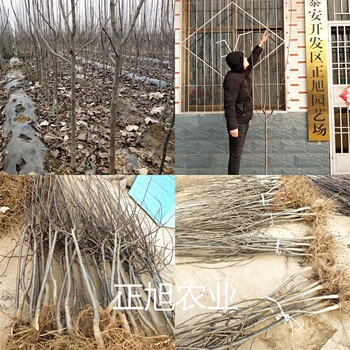 新梨七號(hào)梨樹(shù)苗品種介紹、梨樹(shù)2年苗精挑好苗