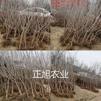 齊早櫻桃苗什么價格、美植袋櫻桃樹苗育苗基地