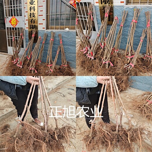 雷尼櫻桃苗出售、2年大櫻桃樹苗產(chǎn)地直達(dá)