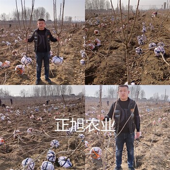 羅亞里櫻桃苗基地報(bào)價(jià)、3年櫻桃樹(shù)苗質(zhì)量保障