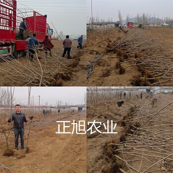 羅亞里櫻桃苗基地報(bào)價(jià)、3年櫻桃樹(shù)苗質(zhì)量保障