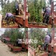 布魯克斯櫻桃苗出售圖