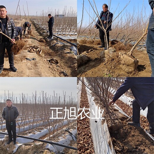 羅亞里櫻桃苗出售、貴州黔東3公分櫻桃樹苗