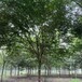 苏伟花木场20公分榉树景观道路打造庭院小区绿化彩叶乔木