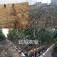 櫻桃樹苗圖