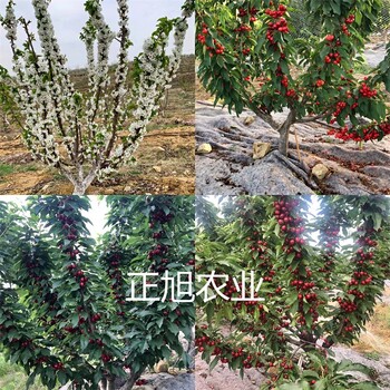 蜜露櫻桃苗基地報價、湖北隨州5公分櫻桃樹苗