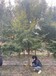 苏伟花木场12公分鸡爪槭树形质态优移植苗成活率好
