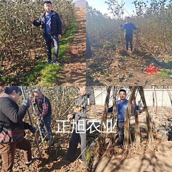 羅亞里櫻桃苗基地報(bào)價(jià)、3年櫻桃樹(shù)苗質(zhì)量保障