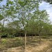 苏伟花木场15公分乌桕根系发达易移植抗寒耐冻彩叶树