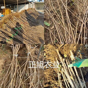 蜜露櫻桃苗基地報價、湖北隨州5公分櫻桃樹苗