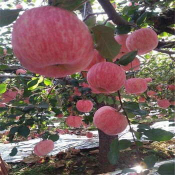 惠農(nóng)農(nóng)業(yè)兩年2公分定桿帶分枝蘋果樹苗新2001條紅蘋果苗