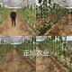 櫻桃苗基地直發圖