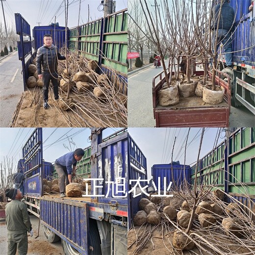 齊早櫻桃苗出售、5公分櫻桃樹(shù)苗品種介紹