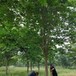 苏伟花木场15公分白蜡树形状优美自然抗寒耐冻北方乔木树种
