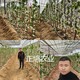 火箭櫻桃苗圖