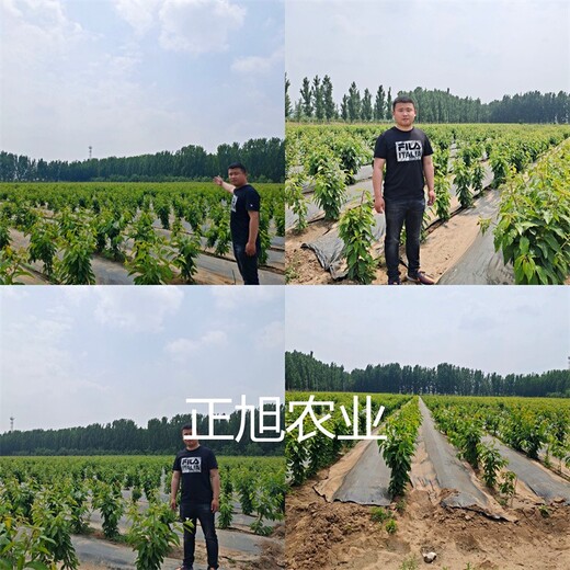 吉塞拉矮化櫻桃樹(shù)苗報(bào)價(jià)、俄8櫻桃苗種植表現(xiàn)