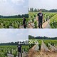 蜜露櫻桃苗哪里有賣、櫻桃樹苗種植表現(xiàn)產(chǎn)品圖