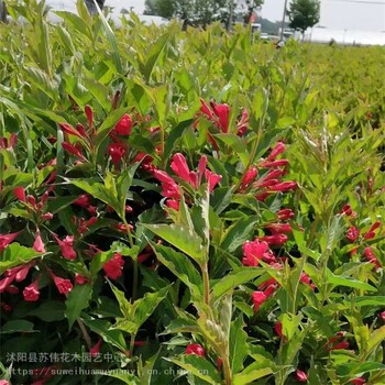 蘇偉花木場50公分紅王子錦帶彩葉花海打造耐寒耐凍易成活