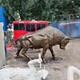 開荒牛雕塑圖