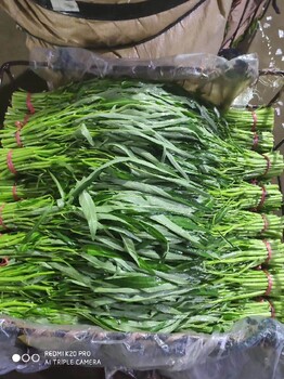 蔬菜配送廈門市