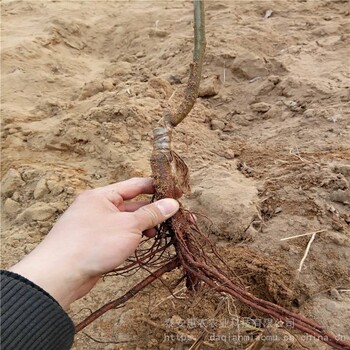 惠農(nóng)農(nóng)業(yè)山地造林種植薄殼板栗樹嫁接苗2年掛果抗旱好管理