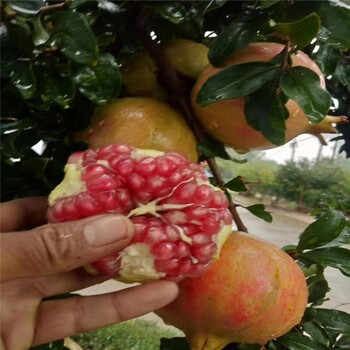 5公分軟籽石榴樹苗種植1年結(jié)果果實(shí)紅色個(gè)大口感甜惠農(nóng)農(nóng)業(yè)