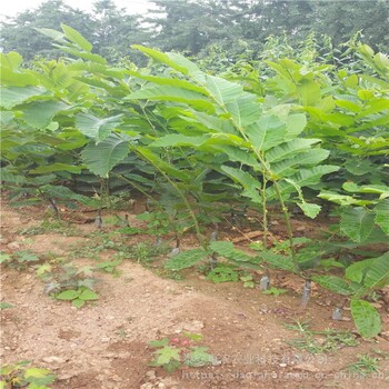 惠農農業(yè)薄殼紅油板栗苗出售1-3年結果板栗樹果實細糯香甜