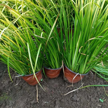 黃菖蒲植株高大根莖粗壯葉子茂盛易成活栽培多年生草本植物