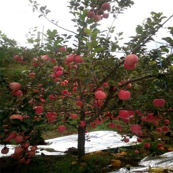 紅富士蘋果苗中秋節(jié)成熟上市的品種口感顏色好惠農(nóng)農(nóng)業(yè)