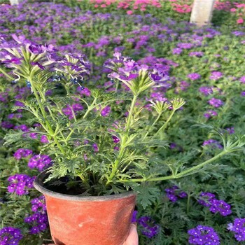 草花好養(yǎng)易栽培花色豐富艷麗多姿傘房狀花瓣植株健壯