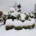 西塞山新年綠雕報(bào)價(jià)源頭廠家