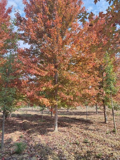 巴彦淖尔美国红枫基地,18公分美国红枫出售