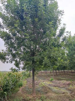 湖州供应白蜡基地,25公分白蜡