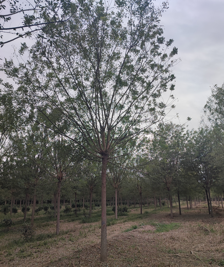 聊城国槐树种植基地