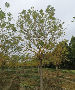 普洱黄金槐种植基地